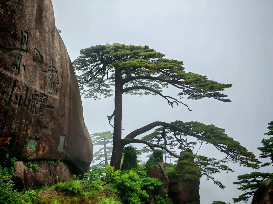 The Guest-Greeting Pine of Huangshan Mountain, standing firm for a thousand years amidst dire circumstances