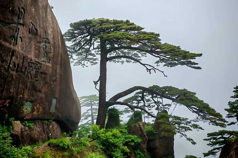Guest-Greeting Pine of Huangshan - Symbol of Personal Growth